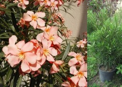 Nerium oleander Salmon / Leander lazac